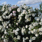 Alaska Rose Seedlings Flower Seeds Perennial Growing Bonsai Corms Tubers Potted Planting Reblooming Fragrant Garden Roots Rhizomes Species Blooms Plant Bulbs Gardening Tree