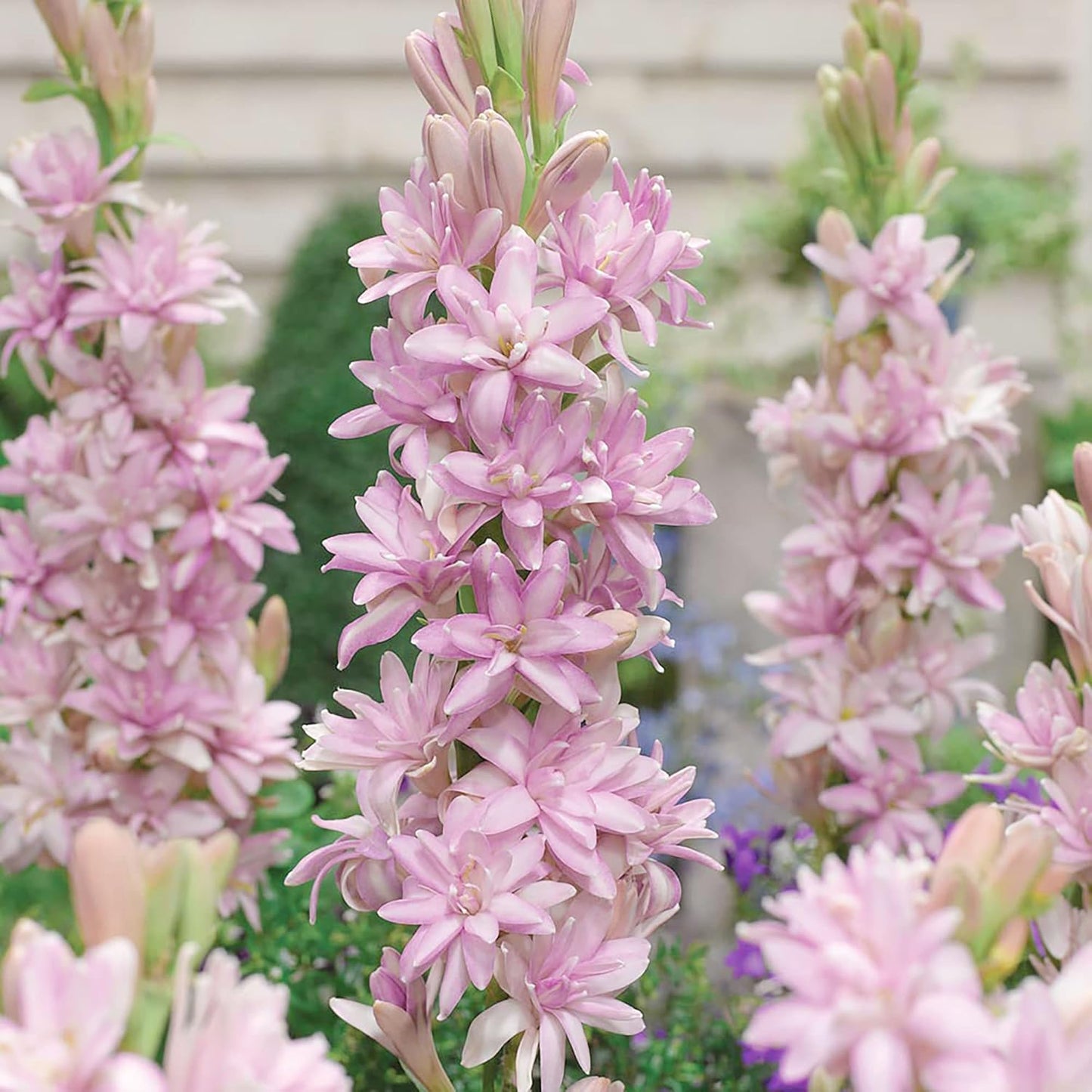 Pink Tuberose Seeds Fragrant Perennial Showy Cut Flowers Deer & Rabbit Resistant Bed Border Patio Container Outdoor