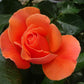 François Mauriac Rose Seedlings Flower Seeds Perennial Growing Bonsai Corms Tubers Potted Planting Reblooming Fragrant Garden Roots Rhizomes Species Blooms Plant Bulbs Gardening Tree