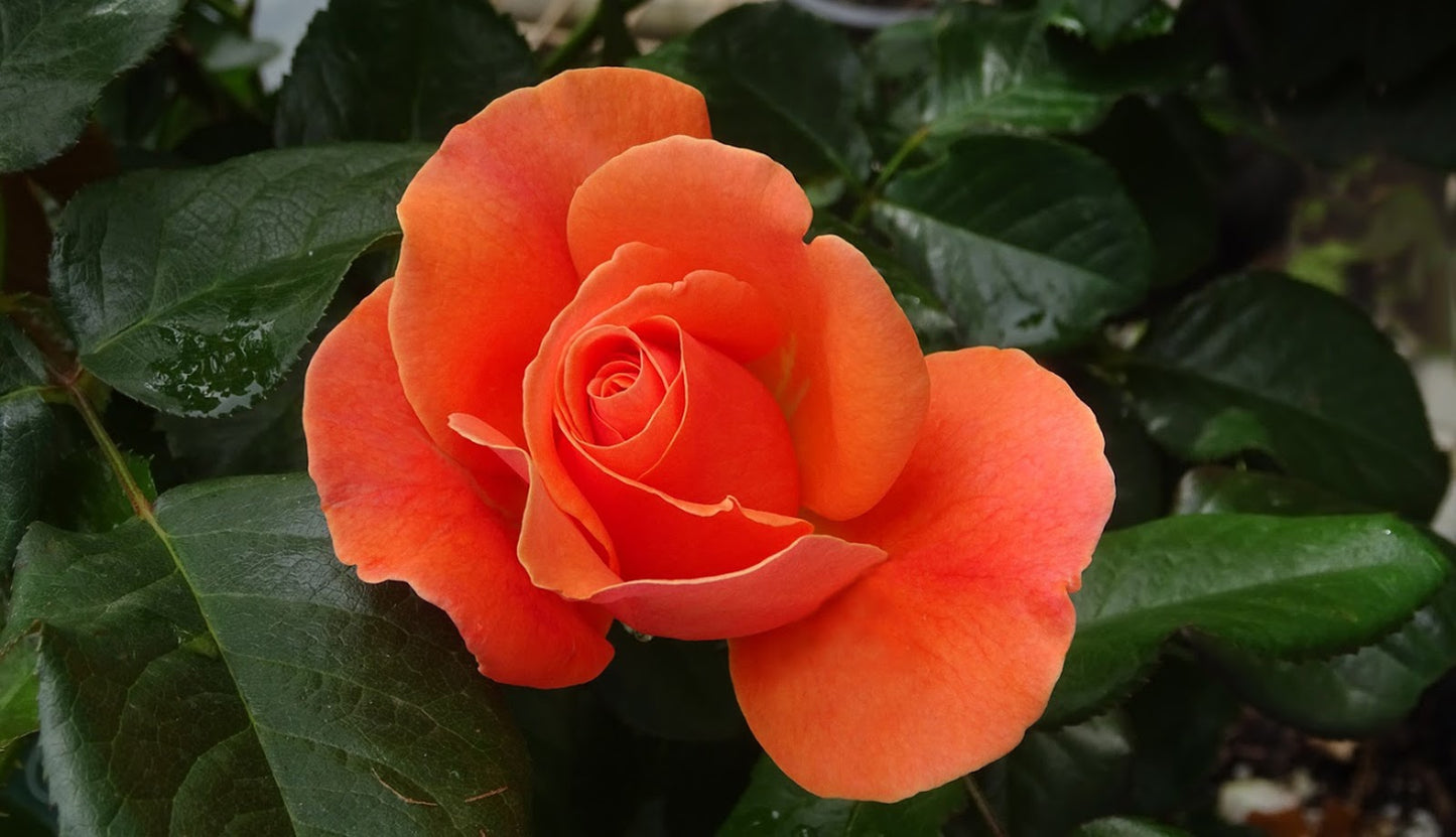 François Mauriac Rose Seedlings Flower Seeds Perennial Growing Bonsai Corms Tubers Potted Planting Reblooming Fragrant Garden Roots Rhizomes Species Blooms Plant Bulbs Gardening Tree