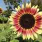 Sunflower Seeds for Planting - Grow Giant Sun Flowers in Your Garden  Non GMO Heirloom Seeds - Full Planting Instructions for Easy Grow - Great Gardening Gifts (1 Packet)