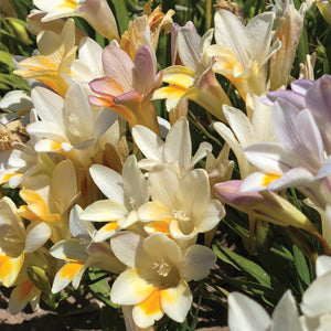 Refracta Mixed Freesia Bulbs Growing Bonsai Roots Rhizomes Corms Tubers Potted Planting Reblooming Fragrant Garden Species Blooms Flower Seeds Plant Gardening