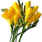 Tall Yellow Freesia Bulbs Growing Bonsai Roots Rhizomes Corms Tubers Potted Planting Reblooming Fragrant Garden Species Blooms Flower Seeds Plant Gardening