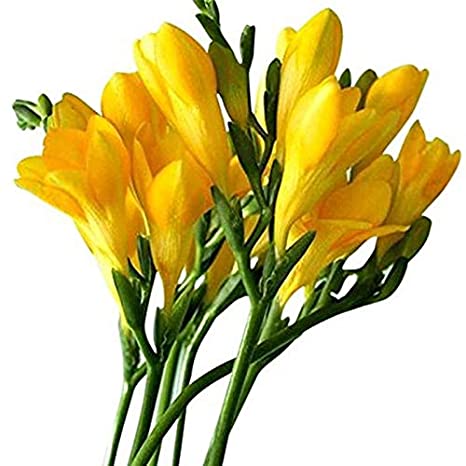 Tall Yellow Freesia Bulbs Growing Bonsai Roots Rhizomes Corms Tubers Potted Planting Reblooming Fragrant Garden Species Blooms Flower Seeds Plant Gardening
