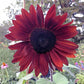 Red Wine Sunflower Seeds