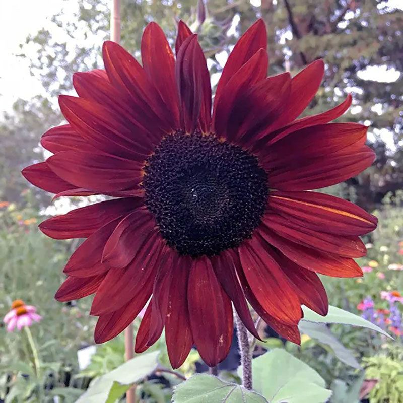 Red Wine Sunflower Seeds
