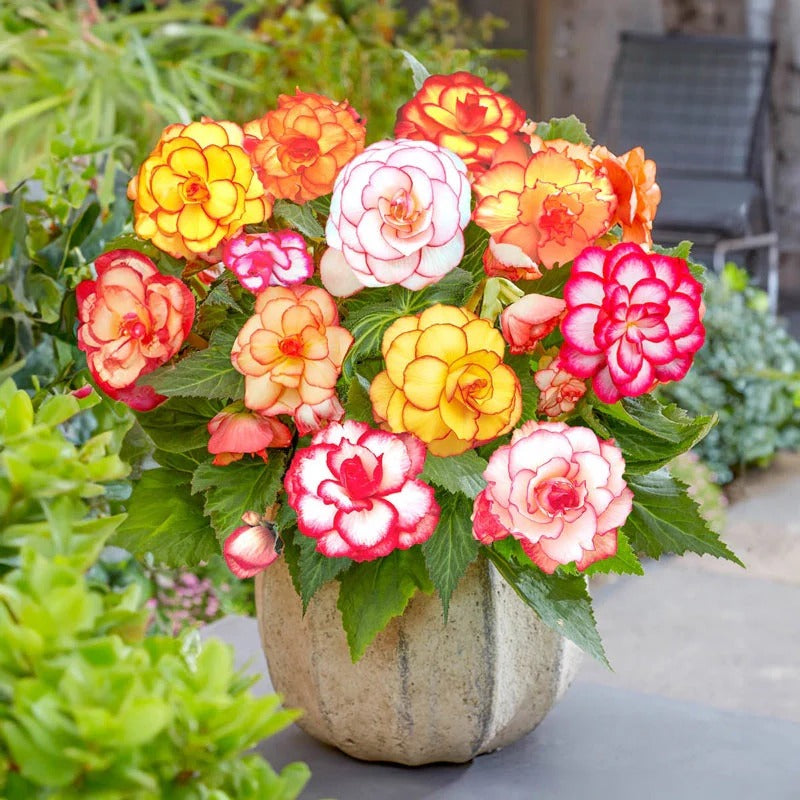 Lacy Edged Begonia Seeds