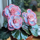 Beautiful Begonia Blooms Seeds