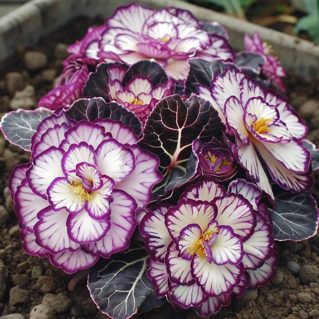 Rare Twin Begonia Seeds