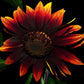 Red Wine Sunflower Seeds