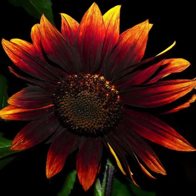 Red Wine Sunflower Seeds
