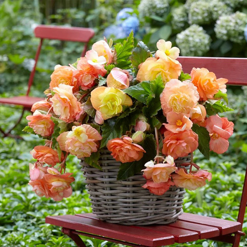 Lacy Edged Begonia Seeds