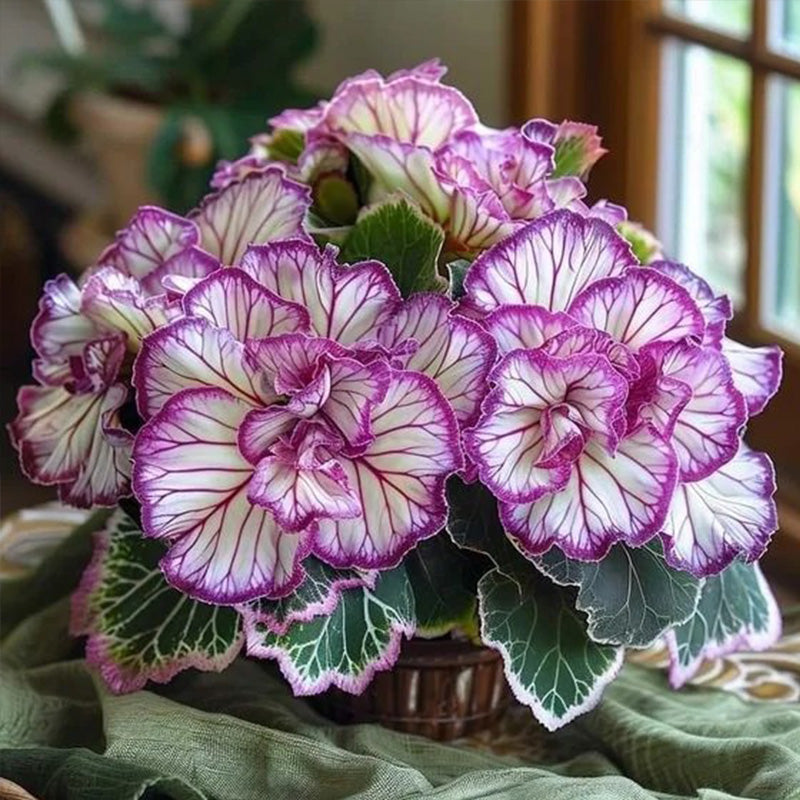 Rare Twin Begonia Seeds