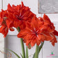 Amaryllis (Hippeastrum) Double Circus Blooms Species Growing Bonsai Bulbs Roots Rhizomes Corms Tubers Potted Planting Reblooming Fragrant Garden Flower Seeds Plant  Size 12-16cm
