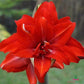 Amaryllis (Hippeastrum) Double Circus Blooms Species Growing Bonsai Bulbs Roots Rhizomes Corms Tubers Potted Planting Reblooming Fragrant Garden Flower Seeds Plant  Size 12-16cm