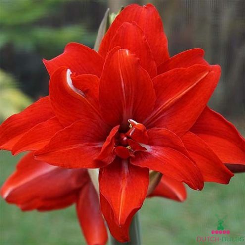 Amaryllis (Hippeastrum) Double Circus Blooms Species Growing Bonsai Bulbs Roots Rhizomes Corms Tubers Potted Planting Reblooming Fragrant Garden Flower Seeds Plant  Size 12-16cm