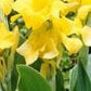 Yellow Gold Canna Bulbs Perennial Growing Bonsai Roots Rhizomes Corms Tubers Potted Planting Reblooming Fragrant Garden Species Blooms Flower Seeds Plant Gardening