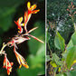 Stunning Tropical Canna Lily Bulbs Perennial Growing Bonsai Roots Rhizomes Corms Tubers Potted Planting Reblooming Fragrant Garden Species Blooms Flower Seeds Plant Gardening