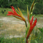 Stunning Tropical Canna Lily Bulbs Perennial Growing Bonsai Roots Rhizomes Corms Tubers Potted Planting Reblooming Fragrant Garden Species Blooms Flower Seeds Plant Gardening