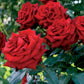 Red Rose Seedlings Flower Seeds Perennial Growing Bonsai Corms Tubers Potted Planting Reblooming Fragrant Garden Roots Rhizomes Species Blooms Plant Bulbs Gardening Tree
