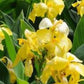 Yellow Gold Canna Bulbs Perennial Growing Bonsai Roots Rhizomes Corms Tubers Potted Planting Reblooming Fragrant Garden Species Blooms Flower Seeds Plant Gardening