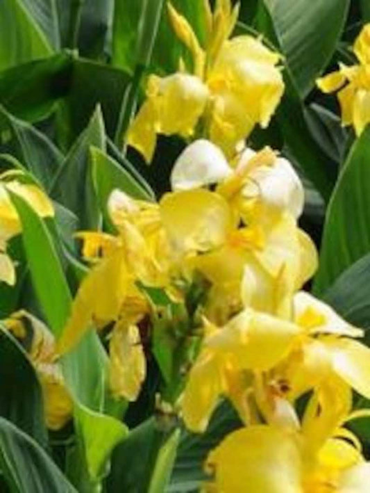 Yellow Gold Canna Bulbs Perennial Growing Bonsai Roots Rhizomes Corms Tubers Potted Planting Reblooming Fragrant Garden Species Blooms Flower Seeds Plant Gardening