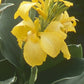 Yellow Gold Canna Bulbs Perennial Growing Bonsai Roots Rhizomes Corms Tubers Potted Planting Reblooming Fragrant Garden Species Blooms Flower Seeds Plant Gardening
