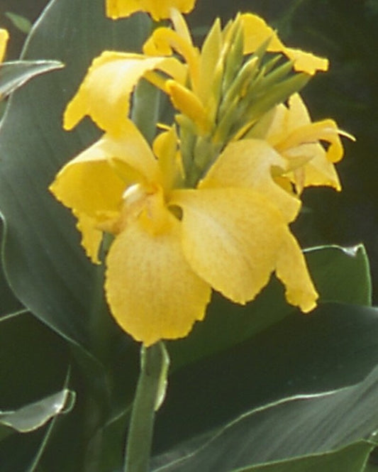 Yellow Gold Canna Bulbs Perennial Growing Bonsai Roots Rhizomes Corms Tubers Potted Planting Reblooming Fragrant Garden Species Blooms Flower Seeds Plant Gardening