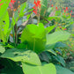Purpurea Canna Bulbs Perennial Growing Bonsai Roots Rhizomes Corms Tubers Potted Planting Reblooming Fragrant Garden Species Blooms Flower Seeds Plant Gardening