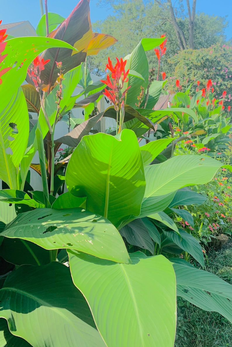 Purpurea Canna Bulbs Perennial Growing Bonsai Roots Rhizomes Corms Tubers Potted Planting Reblooming Fragrant Garden Species Blooms Flower Seeds Plant Gardening