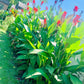 Purpurea Canna Bulbs Perennial Growing Bonsai Roots Rhizomes Corms Tubers Potted Planting Reblooming Fragrant Garden Species Blooms Flower Seeds Plant Gardening