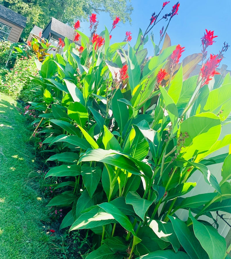 Purpurea Canna Bulbs Perennial Growing Bonsai Roots Rhizomes Corms Tubers Potted Planting Reblooming Fragrant Garden Species Blooms Flower Seeds Plant Gardening