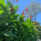 Purpurea Canna Bulbs Perennial Growing Bonsai Roots Rhizomes Corms Tubers Potted Planting Reblooming Fragrant Garden Species Blooms Flower Seeds Plant Gardening