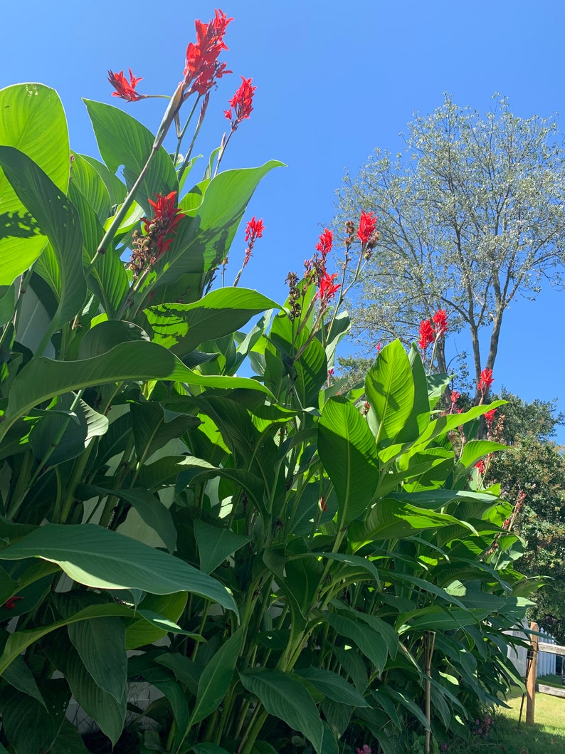 Purpurea Canna Bulbs Perennial Growing Bonsai Roots Rhizomes Corms Tubers Potted Planting Reblooming Fragrant Garden Species Blooms Flower Seeds Plant Gardening