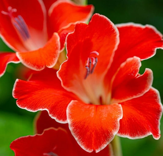 potted freesia plant Red One Freesia Bulbs Growing Bonsai Roots Rhizomes Corms Tubers Pott –  Easytogrowbulb