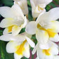 Alba Freesia Bulbs Growing Bonsai Roots Rhizomes Corms Tubers Potted Planting Reblooming Fragrant Garden Species Blooms Flower Seeds Plant Gardening
