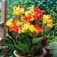 African Canna Bulbs Perennial Growing Bonsai Roots Rhizomes Corms Tubers Potted Planting Reblooming Fragrant Garden Species Blooms Flower Seeds Plant Gardening
