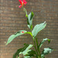 Tropical Flare Canna Bulbs Perennial Growing Bonsai Roots Rhizomes Corms Tubers Potted Planting Reblooming Fragrant Garden Species Blooms Flower Seeds Plant Gardening