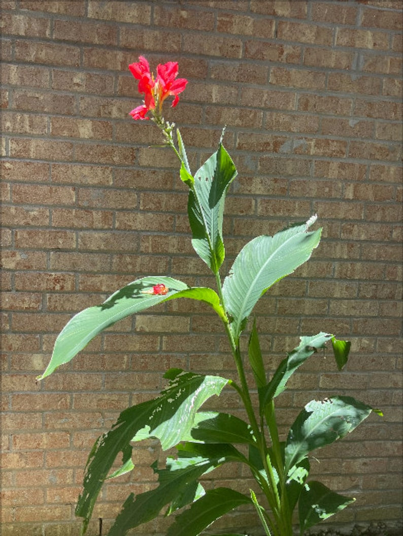 Tropical Flare Canna Bulbs Perennial Growing Bonsai Roots Rhizomes Corms Tubers Potted Planting Reblooming Fragrant Garden Species Blooms Flower Seeds Plant Gardening