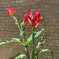 Tropical Flare Canna Bulbs Perennial Growing Bonsai Roots Rhizomes Corms Tubers Potted Planting Reblooming Fragrant Garden Species Blooms Flower Seeds Plant Gardening