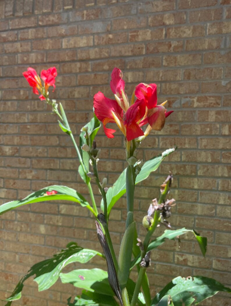 Tropical Flare Canna Bulbs Perennial Growing Bonsai Roots Rhizomes Corms Tubers Potted Planting Reblooming Fragrant Garden Species Blooms Flower Seeds Plant Gardening