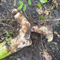 Tropical Flare Canna Bulbs Perennial Growing Bonsai Roots Rhizomes Corms Tubers Potted Planting Reblooming Fragrant Garden Species Blooms Flower Seeds Plant Gardening