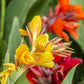 African Canna Bulbs Perennial Growing Bonsai Roots Rhizomes Corms Tubers Potted Planting Reblooming Fragrant Garden Species Blooms Flower Seeds Plant Gardening