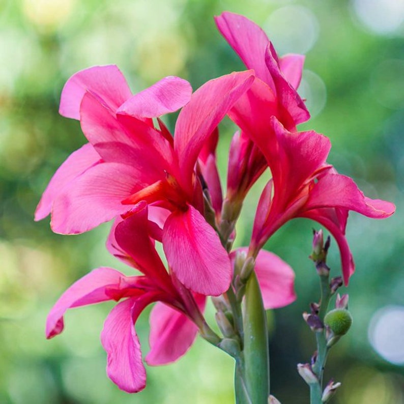 Tubers Canna Bulbs Perennial Growing Bonsai Roots Rhizomes Corms Tubers Potted Planting Reblooming Fragrant Garden Species Blooms Flower Seeds Plant Gardening