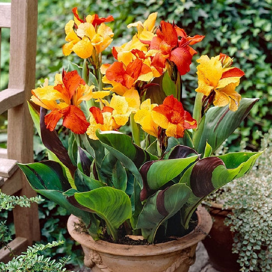 Yellow Red Canna Bulbs Perennial Growing Bonsai Roots Rhizomes Corms Tubers Potted Planting Reblooming Fragrant Garden Species Blooms Flower Seeds Plant Gardening