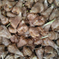 Double Yellow Freesia Bulbs Growing Bonsai Roots Rhizomes Corms Tubers Potted Planting Reblooming Fragrant Garden Species Blooms Flower Seeds Plant Gardening
