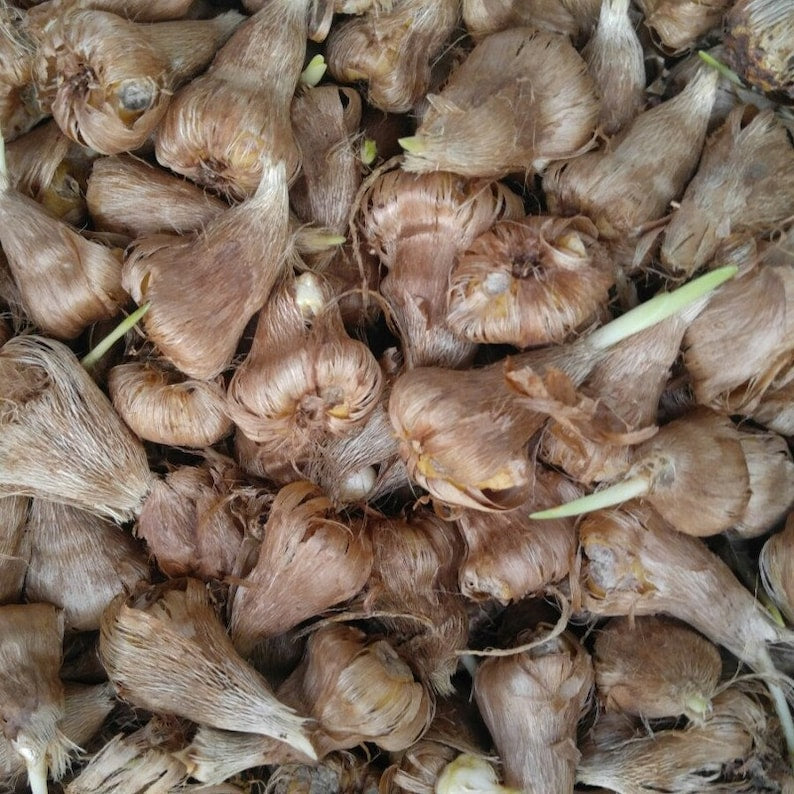 Double Yellow Freesia Bulbs Growing Bonsai Roots Rhizomes Corms Tubers Potted Planting Reblooming Fragrant Garden Species Blooms Flower Seeds Plant Gardening