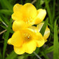 Double Yellow Freesia Bulbs Growing Bonsai Roots Rhizomes Corms Tubers Potted Planting Reblooming Fragrant Garden Species Blooms Flower Seeds Plant Gardening