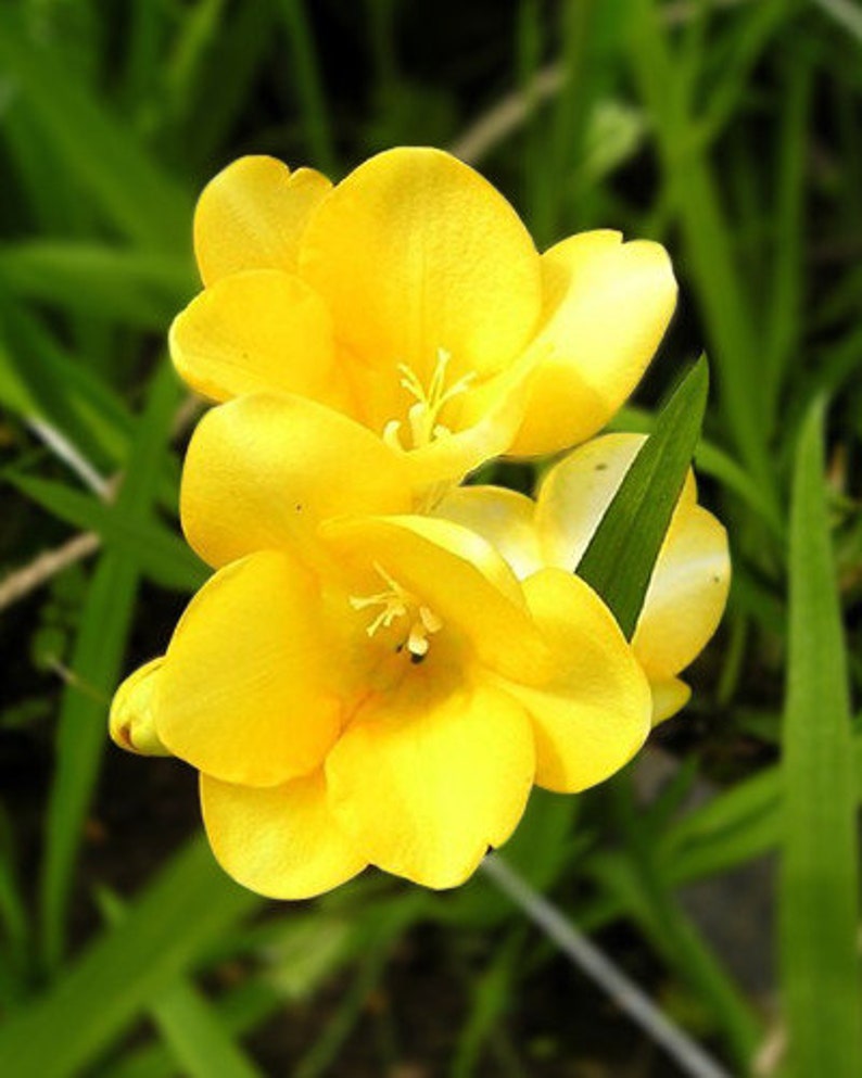 Double Yellow Freesia Bulbs Growing Bonsai Roots Rhizomes Corms Tubers Potted Planting Reblooming Fragrant Garden Species Blooms Flower Seeds Plant Gardening
