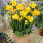 Double Yellow Freesia Bulbs Growing Bonsai Roots Rhizomes Corms Tubers Potted Planting Reblooming Fragrant Garden Species Blooms Flower Seeds Plant Gardening